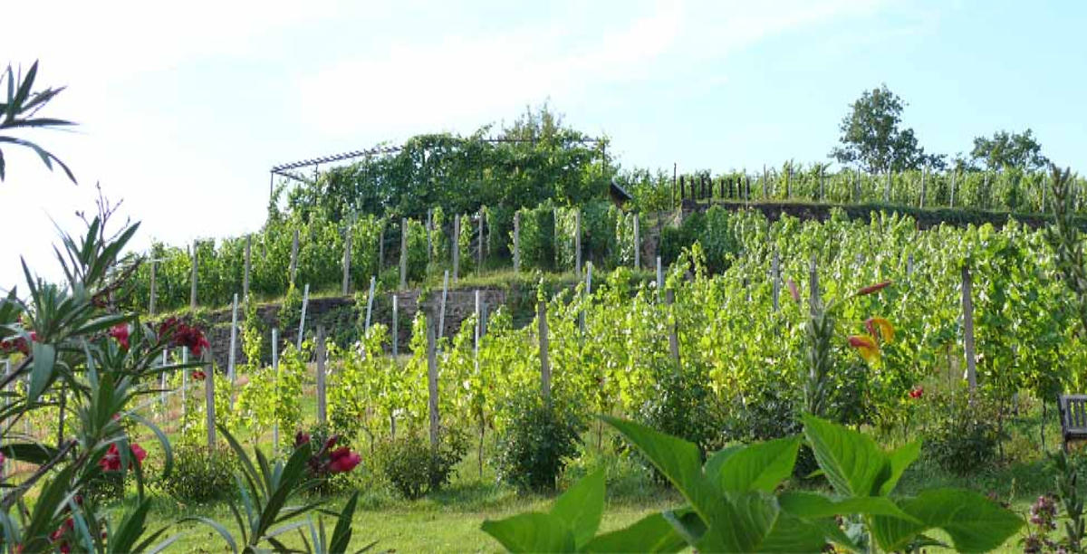 Weingut Mariaberg Weingut Mariaberg