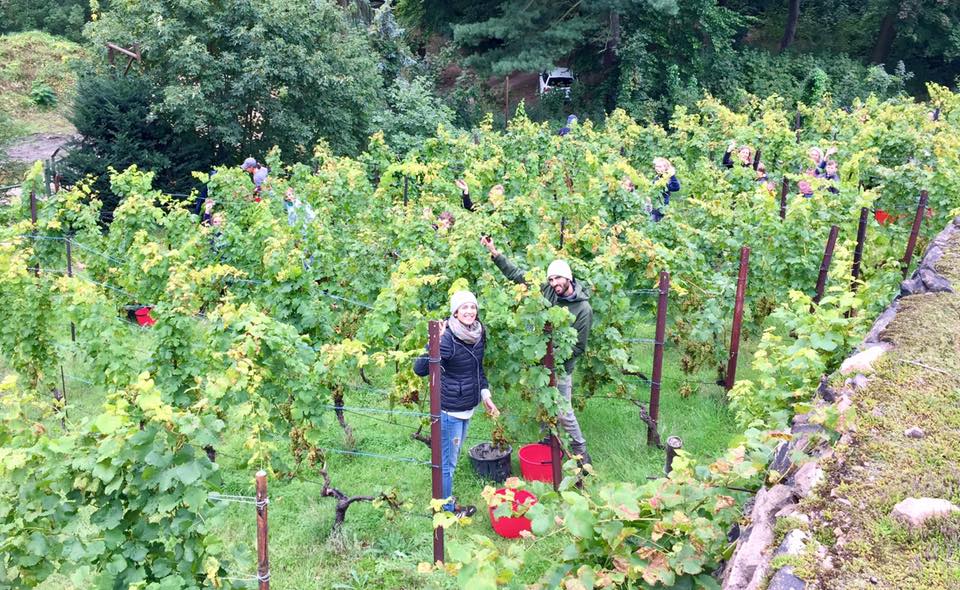 Weinlese Team Weinlese Team